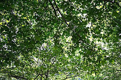 《火影忍者:终极风暴 羁绊》新增医疗忍者夕日红